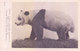 GREAT BRITAIN : BLACK AND WHITE PICTURE POST CARD : BRITISH MUSEUM NATURAL HISTORY : GREAT PANDA - Other & Unclassified