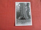 RPPC   - Grizzly Giant Tree  Ref 3050 - Trees