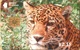 Belize - BLZ-BTL-04, Jaguar, Animals (Fauna) , Cats, 5$, Mint - Belize