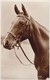 Postcard Close Up Study Of Horse Titled A Good Companion RP By Valentine's Animal Series My Ref  B12411 - Horses