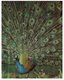 (800) 3-D  Peacock Bird - Carte De Paon En 3 Dimension - Oiseaux