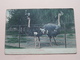 OSTRICHES ( Sallo Epstein & C° Durban ) Anno 190? > Cape Town ( Zie/see/voir Photo ) ! - Afrique Du Sud