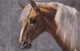 AR77 Animals - Brown Horse With White Manes By A Hanstein - Tuck Oilette - Chevaux