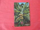 Banana Tree Showing Bud & Fruit  Florida     Ref 3054 - Trees