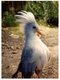 (ORL 1010) Cagou  - New Caledonia Bird (with Stamp) - Vögel