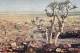 ** Lot De/of 3 Postcards Cartes *** NAMIBIE Namibia SWA - ARBRE Tree Arbre Bome Boom Albero - CPSM GF Africa AFRIQUE - Namibie