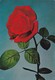 Postcard Red Rose Close Up Study My Ref  B22916 - Flowers