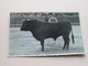 SERRANO Bull / Stier > 19?? ( Zie Foto's ) PhotoCard ! - Photographie