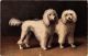 CPA Poodle DOGS (729506) - Honden