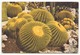 CACTUS COUSSINS DE BELLE MERE - Cactusses