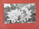 RPPC   Azalea  California  Ref 3061 - Flowers