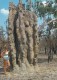Giant Ant Hill, Northern Territory Unused - Ohne Zuordnung