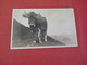 RPPC  Large Mountain Horned  Animal  ----ref 3063 - Autres & Non Classés