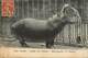 Ref 30- Zoos - Zoo - Paris - Jardin Des Plantes - Hippopotame Du Senegal - Hippopotames - Carte Bon Etat  - - Hippopotamuses