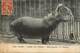 Ref 30- Zoos - Zoo - Paris - Jardin Des Plantes - Hippopotame Du Senegal - Hippopotames - Carte Bon Etat  - - Hippopotames
