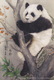 China - Shanghai 2010 EXPO Panda YUNYUN, Pedigree No.706, Female, Prepaid Card - 2010 – Shanghai (Chine)