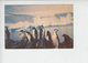 CILE (Antartico) . Punta Arenas  1974 - Pinguini - Fauna - Cile