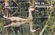 Antigua, ANT-C16, Pintail Duck, 2 Scans.   Please Read - Antigua And Barbuda