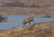 Postcard Red Stag [ Deer ] In Winter Glenveagh National Park Co Donegal Ireland My Ref  B23049 - Other & Unclassified