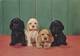 Postcard Puppy Dogs By John Hinde My Ref  B23053 - Dogs