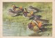 Postcard Mandarin Ducks Artwork  By Peter Scott The Wildfowl Trust Slimbridge  My Ref  B23055 - Pájaros