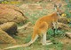 Postcard Australian Kangaroo My Ref  B23056 - Other & Unclassified