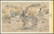 Bahrain: 1982, Bahrain. Artist's Drawing For The Fourth 100f Value Of The Set "Al-Areen Wildlife Par - Bahrein (1965-...)