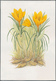 Thematik: Flora, Botanik / Flora, Botany, Bloom: 1998, TAJIKISTAN: Native FLOWERS Three Different St - Sonstige & Ohne Zuordnung