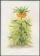 Delcampe - Thematik: Flora, Botanik / Flora, Botany, Bloom: 1998, TAJIKISTAN: Native FLOWERS Three Different St - Autres & Non Classés