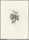 Thematik: Flora-Rosen / Flora-roses: 1989, Belgium. Epreuve D'artiste Signée In Black For The Stamp - Rosen