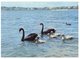 (100) Australia - Black Swan (WA) - Oiseaux