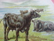 0689A  Liebig 689A 1 Trade Card -  RRR -  Types Of Cattle , KERRY Palette Shaped Cards LEMCO Litho Advertising Chromo - Liebig