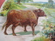 0689A  Liebig  689A, 1 Trade Card,  RRR, Types Of Cattle : DEVON  Palette Shaped Cards Advertising Litho LEMCO R3 - Liebig