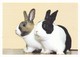 Postcard Rabbits By PDSA  My Ref  B23088 - Other & Unclassified