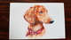 Painter Groom. "Dachshund"  - Teckel - Dackel - Bassotto . Modern UKRAINIAN  Postcard - Dogs