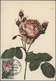 Thematik: Flora-Rosen / Flora-roses: 1960/2000 (approx), Various Countries. Bouquet Of 96 Roses (col - Rosas
