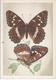 Schmetterling Großer Eisvogel   AK - 10563 - Butterflies