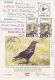 BIRDS, COMMON RAVEN, PC STATIONERY, ENTIER POSTAL, 2001, ROMANIA - Other & Unclassified