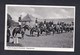 AK  Westf. Landgestüt Warendorf  - Hengstparade ( Chevaux Karl Darpe ) - Warendorf