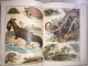 Delcampe - OTTOMAN- Musavver Tarif-i Hayvanat Illustrated Guide To Animals Colored 1893 - Livres Anciens