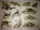 Delcampe - OTTOMAN- Musavver Tarif-i Hayvanat Illustrated Guide To Animals Colored 1893 - Old Books