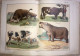 Delcampe - OTTOMAN- Musavver Tarif-i Hayvanat Illustrated Guide To Animals Colored 1893 - Livres Anciens