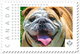 BULLDOG = DOG = Personalized Picture Postage Stamp MNH Canada 2018 [p18-09-15] - Dogs