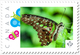 Malachite BUTTERFLY = Personalized Picture Postage Stamp MNH Canada 2018 [p18-09-22] - Vlinders