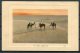 1908 Algeria Camel Postcard Alger - Coventry GB - Other & Unclassified