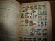 1908 Maroc;Champignons;Nuisibles à La Vigne(édit. Luxe) ALMANACH HACHETTE(Encyclopédie Populaire De La Vie Pratique) Etc - Encyclopédies