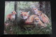 Fox Tribe - Modern Belorussian Postcard - 3 PCs Lot - Autres & Non Classés