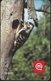 SLOVENIA SCHEDA TELEFONICA Mali Detel / Lesser Spotted Woodpecker (Dendrocopos Minor) - Altri & Non Classificati