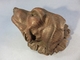 Delcampe - SCULPTURE TETE DE CHIEN EN CHENE + Animal Sculpteur Statue Art Populaire - Hout