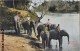 SRI-LANKA ELEPHANTS CROSSING RIVER CEYLON CEYLAN ELEPHANT INDE INDIA - Sri Lanka (Ceylon)